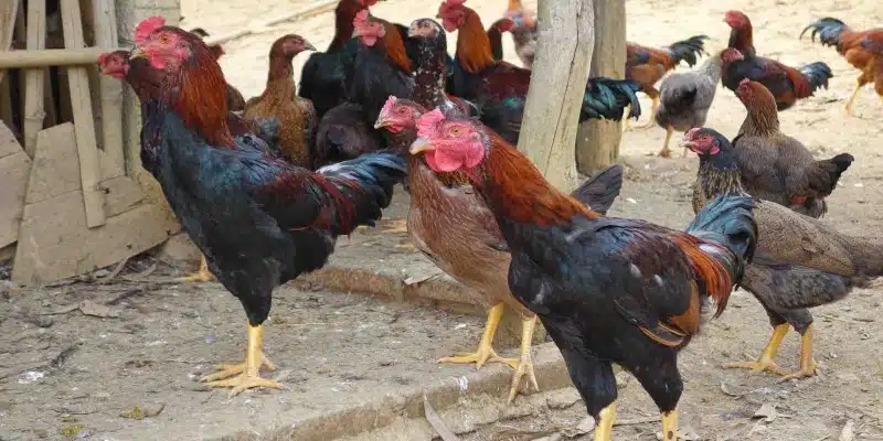 Cách xổ lãi cho gà bằng thuốc Bio-Fenbendazol